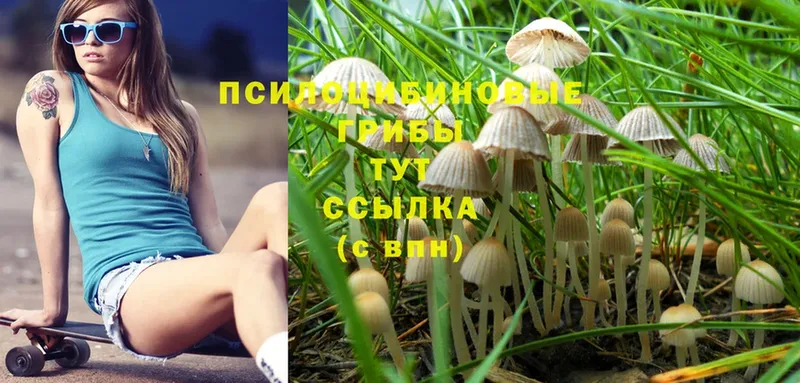 гидра ССЫЛКА  Осташков  Псилоцибиновые грибы MAGIC MUSHROOMS 